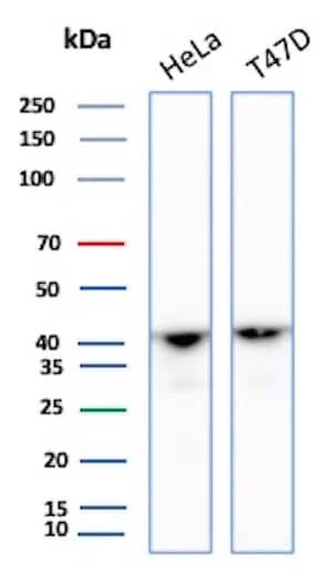 Actin Antibody (ACTA1/360) - Azide and BSA Free Western Blot: Actin Antibody (ACTA1/360) - Azide and BSA Free [NBP3-14162] -