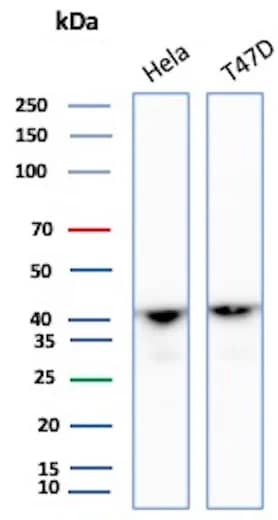 Actin Antibody (ACTA1/360) - Azide and BSA Free Western Blot: Actin Antibody (ACTA1/360) - Azide and BSA Free [NBP3-14162] -