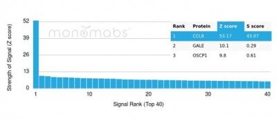 CCL8/MCP-2 Antibody (CCL8/3312) - Azide and BSA Free Immunohistochemistry-Paraffin: CCL8/MCP-2 Antibody (CCL8/3312) - Azide and BSA Free [NBP3-14172] -