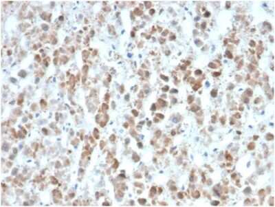 IL-17E/IL-25 Antibody (IL25/625) - Azide and BSA Free Immunohistochemistry-Paraffin: IL-17E/IL-25 Antibody (IL25/625) - Azide and BSA Free [NBP3-14176] -