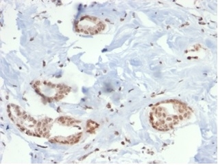 SOX4 Antibody (PCRP-SOX4-1D6) - Azide and BSA Free