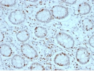 SOX4 Antibody (PCRP-SOX4-1D6) - Azide and BSA Free