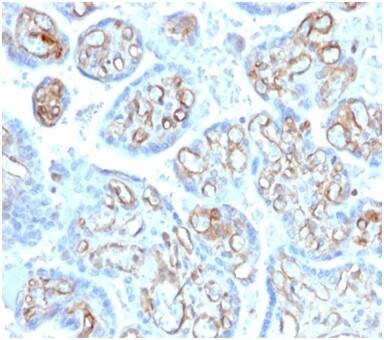 Alpha Fodrin Antibody (SPTAN1/3506) - Azide and BSA Free Immunohistochemistry-Paraffin: Alpha Fodrin Antibody (SPTAN1/3506) - Azide and BSA Free [NBP3-14185] -