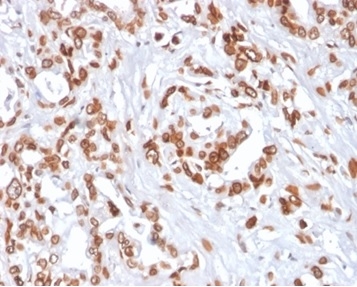 TCF4 Antibody (TCF4/2252) - Azide and BSA Free