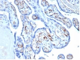 FABP4/A-FABP Antibody (FABP4/4422) - Azide and BSA Free Immunohistochemistry-Paraffin: FABP4/A-FABP Antibody (FABP4/4422) - Azide and BSA Free [NBP3-14210] -