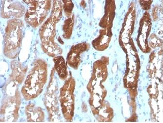 FABP3/H-FABP Antibody (FABP3/3430) - Azide and BSA Free Immunohistochemistry-Paraffin: FABP3/H-FABP Antibody (FABP3/3430) - Azide and BSA Free [NBP3-14215] -