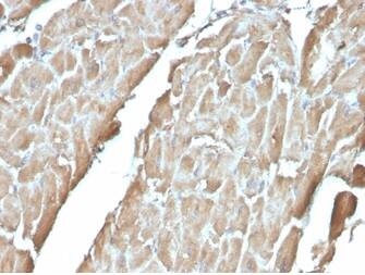 FABP3/H-FABP Antibody (FABP3/3430) - Azide and BSA Free Immunohistochemistry-Paraffin: FABP3/H-FABP Antibody (FABP3/3430) - Azide and BSA Free [NBP3-14215] -
