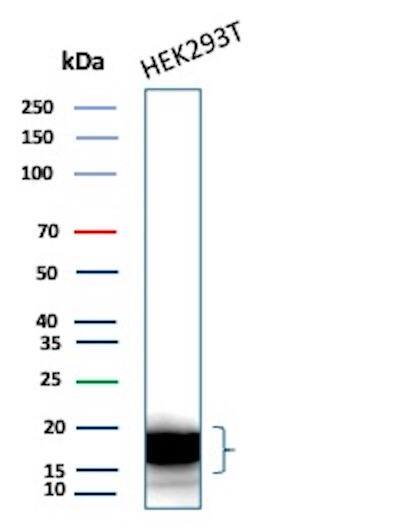 p16INK4a/CDKN2A Antibody (CDKN2A/7081R) - Azide and BSA Free Western Blot: p16INK4a/CDKN2A Antibody (CDKN2A/7081R) - Azide and BSA Free [NBP3-14227] -