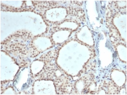 ZHX3 Antibody (PCRP-ZHX3-1G3) - Azide and BSA Free