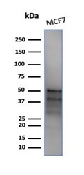 GATA-3 Antibody (GATA3/4550R) - Azide and BSA Free