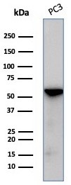 beta-III Tubulin Antibody (TUBB3/7090R) - Azide and BSA Free