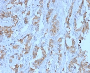 TDRKH Antibody (PCRP-TDRKH-1H2) - Azide and BSA Free