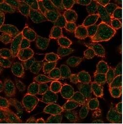 TDRKH Antibody (PCRP-TDRKH-1H2) - Azide and BSA Free Immunocytochemistry/ Immunofluorescence: TDRKH Antibody (PCRP-TDRKH-1H2) - Azide and BSA Free [NBP3-14276] -