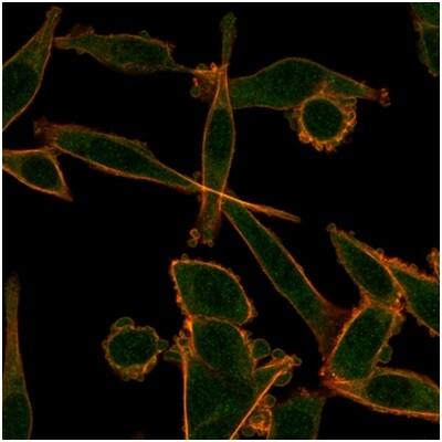 KLF12 Antibody (PCRP-KLF12-1E3) - Azide and BSA Free Immunocytochemistry/ Immunofluorescence: KLF12 Antibody (PCRP-KLF12-1E3) - Azide and BSA Free [NBP3-14277] -