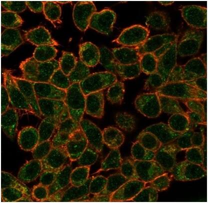 GCR2 Antibody (PCRP-ECD-1D10) - Azide and BSA Free Immunocytochemistry/ Immunofluorescence: GCR2 Antibody (PCRP-ECD-1D10) - Azide and BSA Free [NBP3-14278] -
