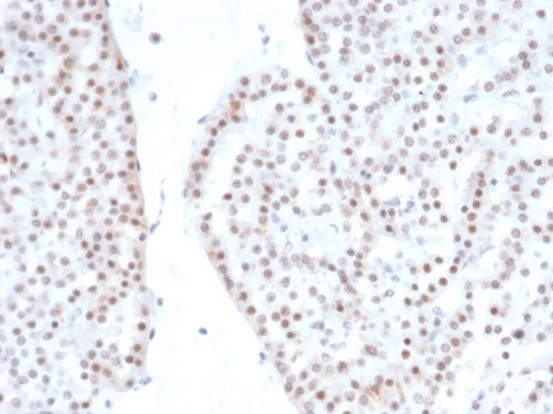 SF-1/NR5A1/Steroidogenic Factor 1 Antibody (NR5A1/4368R) - Azide and BSA Free