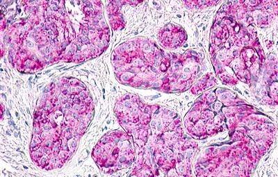 Motilin R/GPR38 Antibody
