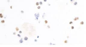 c-Maf Antibody (BLR045F)