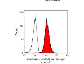 Senataxin Antibody (BLR050F)