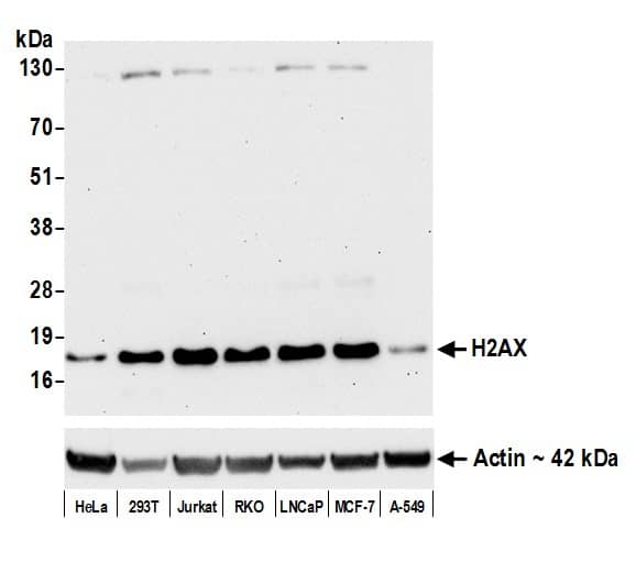 Histone H2AX Antibody (BLR059F)