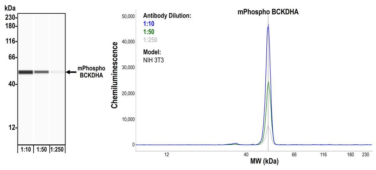 BCKDHA Antibody (BLR060F)