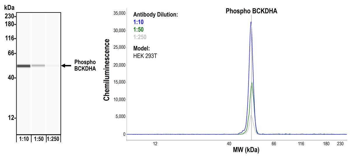 BCKDHA Antibody (BLR060F)