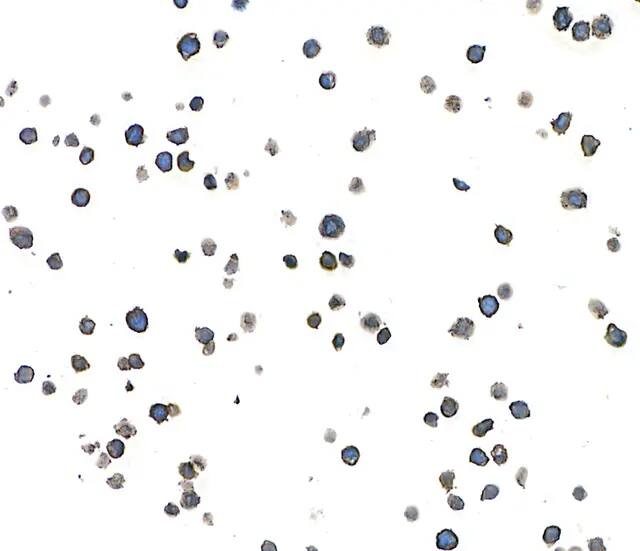 CD38 Antibody (BLR123H)