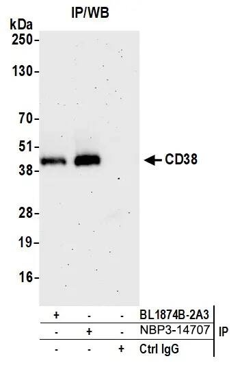 CD38 Antibody (BLR123H)