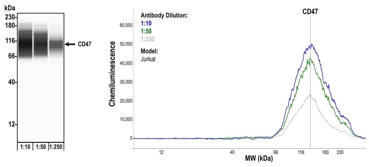 CD47 Antibody (BLR131H)