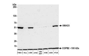 Smad3 Antibody (BLR144J)