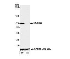 UBQLN4/CIP75 Antibody (BLR145J)