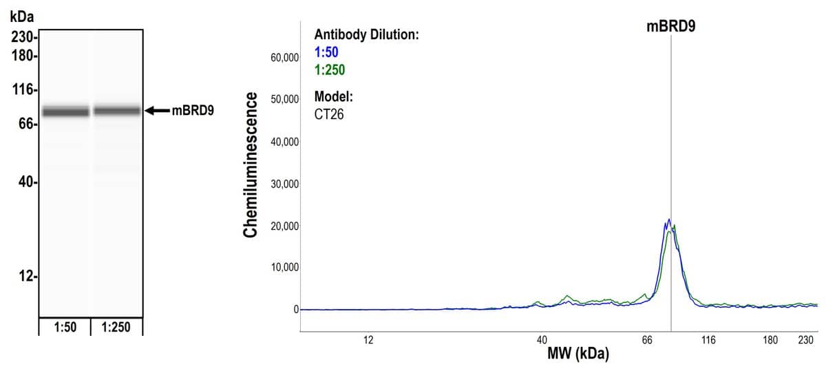 BRD9 Antibody (BLR153J)
