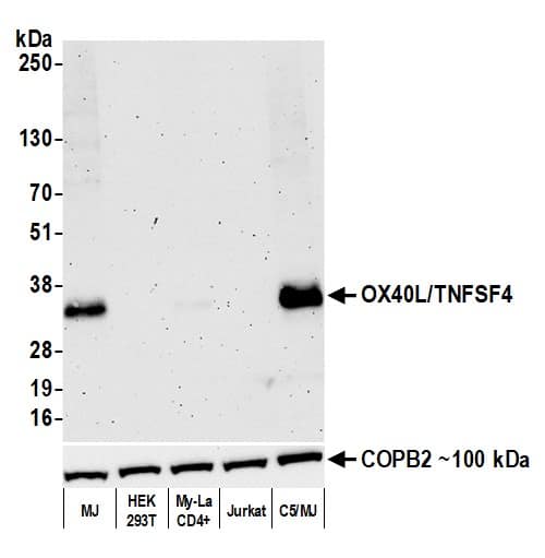 OX40 Ligand/TNFSF4 Antibody (BLR165J)