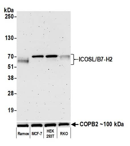 B7-H2/ICOSLG Antibody (BLR166J)