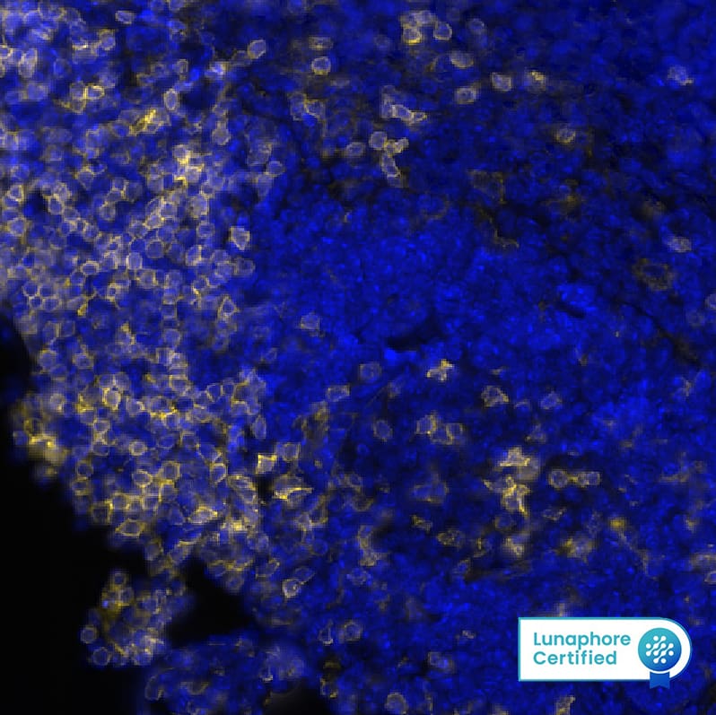 CD4 Antibody (BLR167J) Detection of CD4 in Mouse Spleen via seqIF™ staining on COMET™