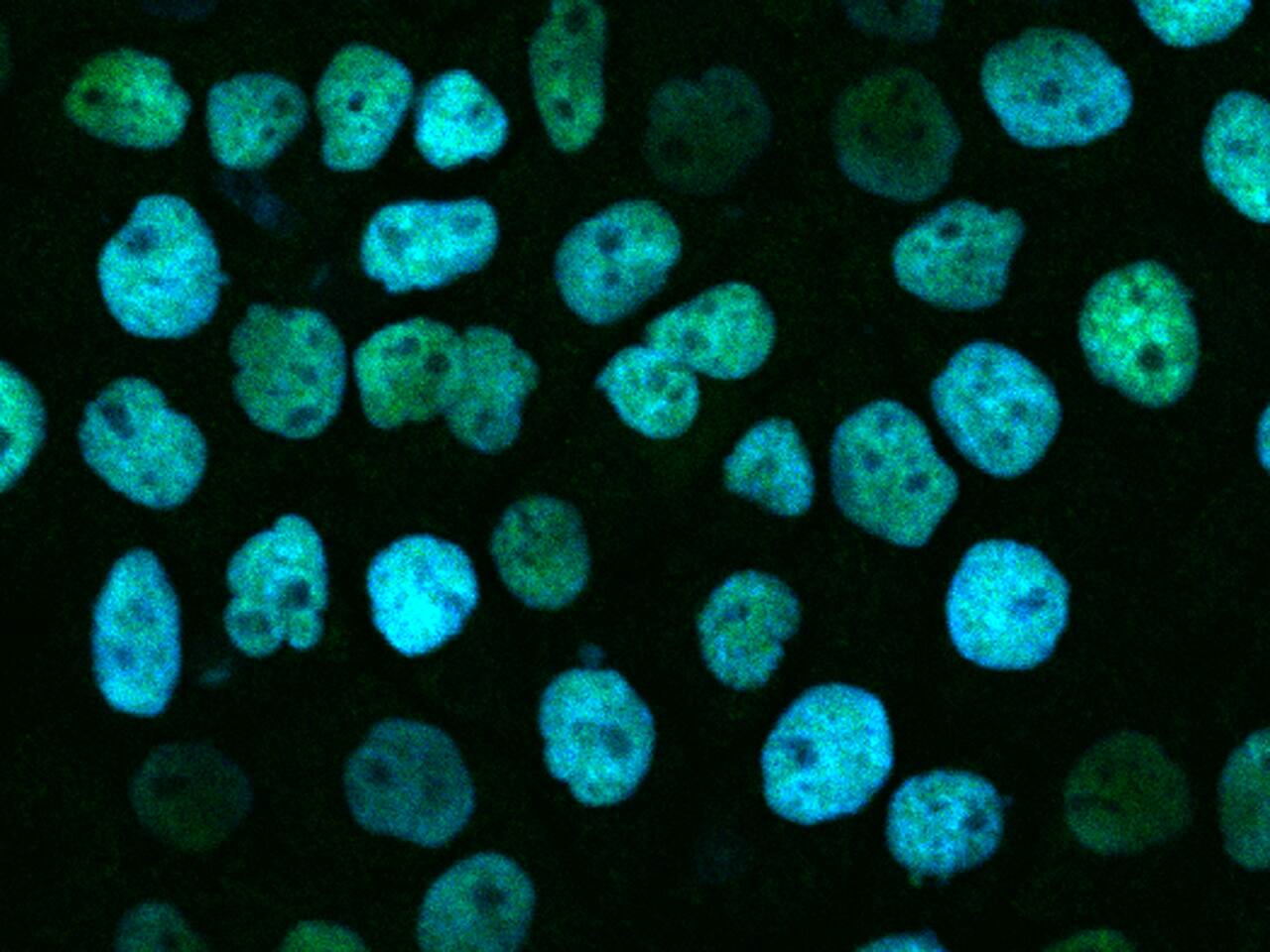 RBM14 Antibody - Azide and BSA Free