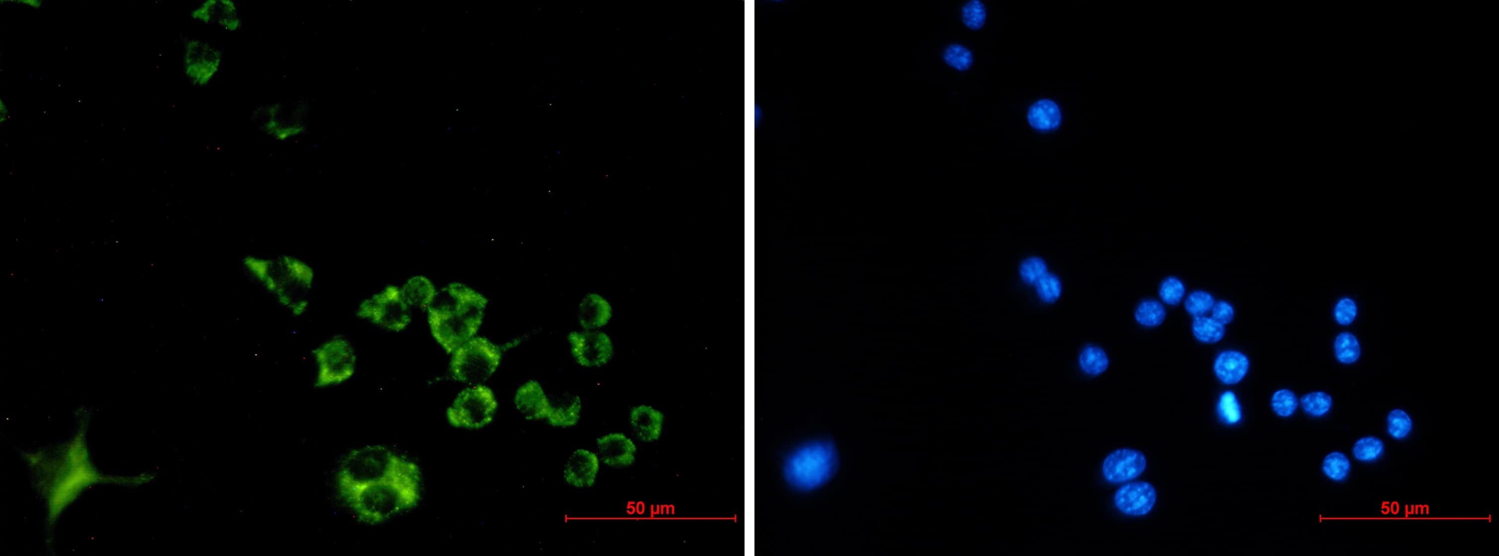 Cathepsin B Antibody (S08-7H4)