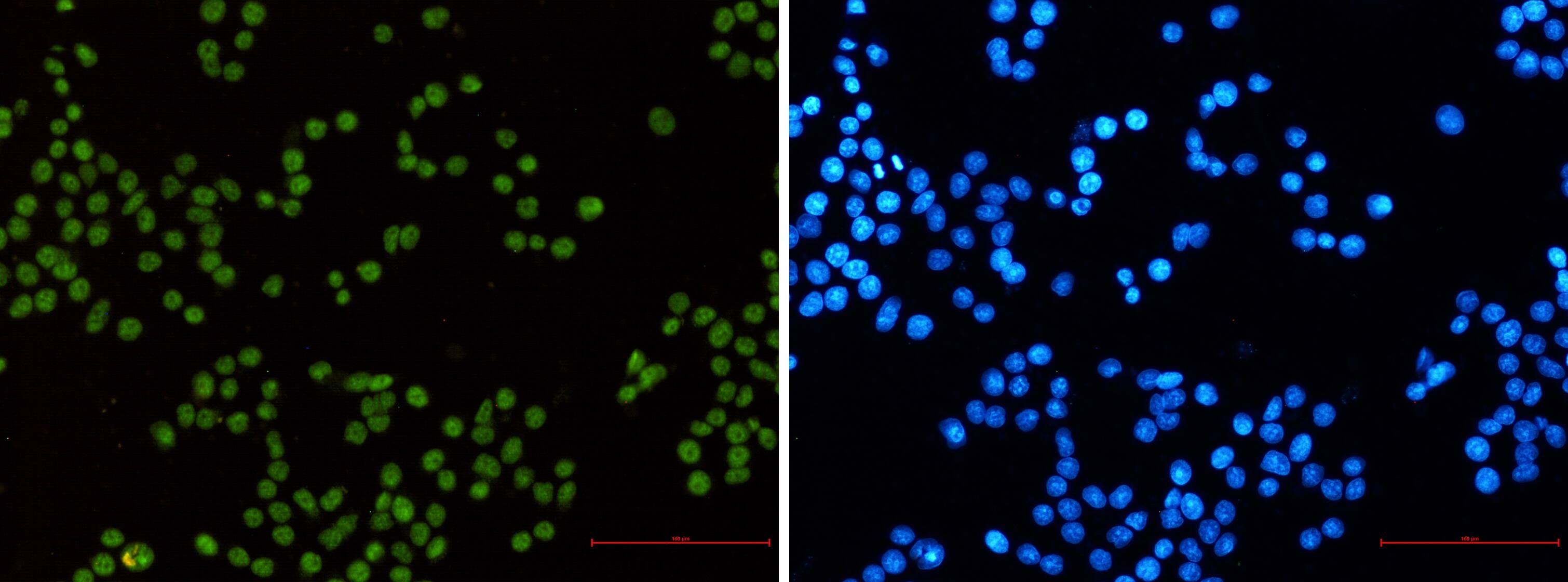 MLH1 Antibody (S07-5D3)