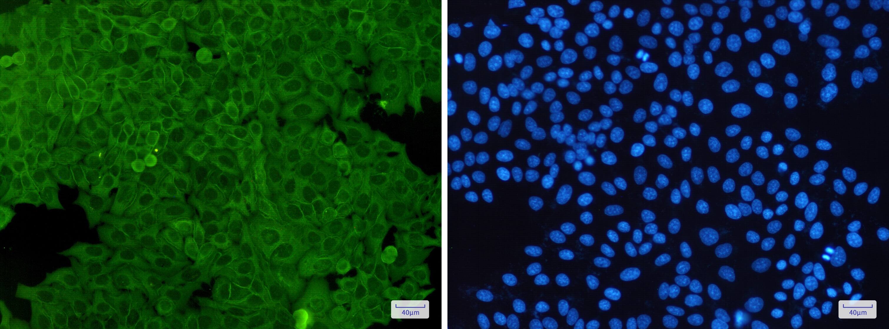 Annexin A2 Antibody (S09-5C1)