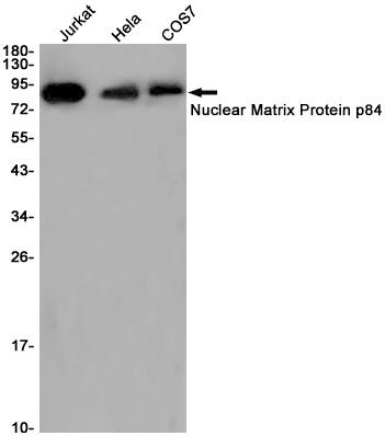 hHpr1-p84-Thoc1 Antibody (S05-1A8)