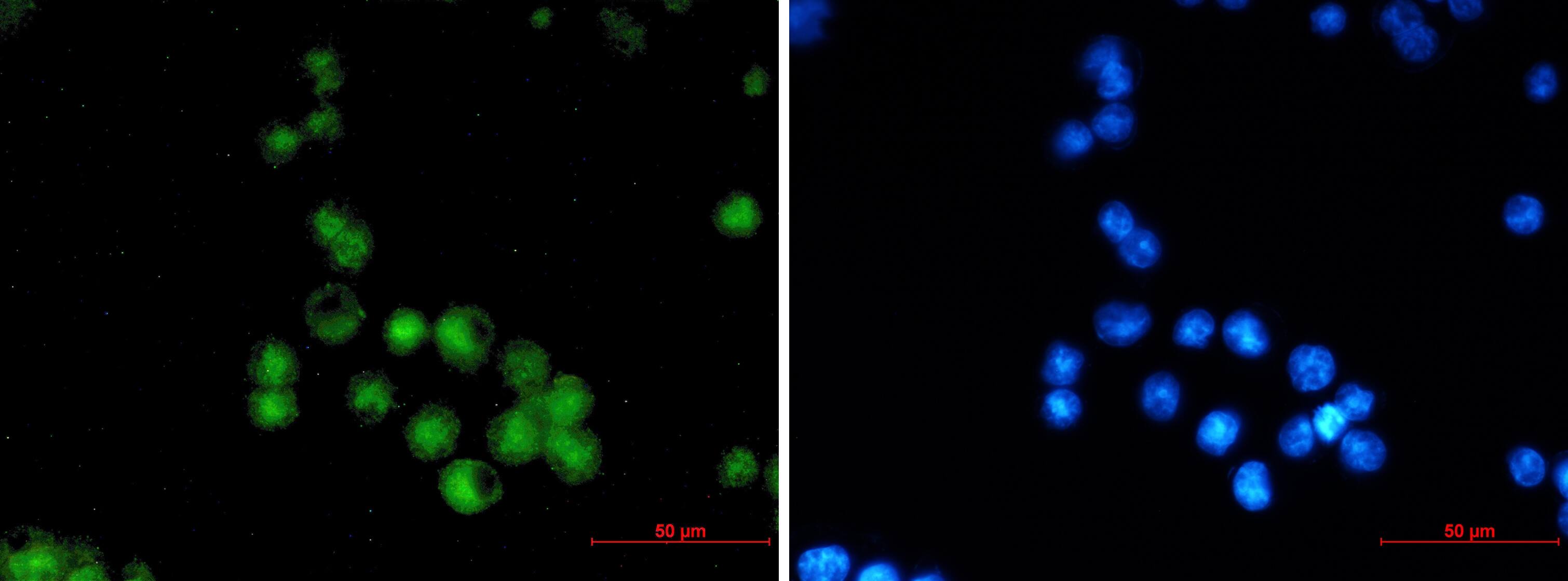 MEF2A Antibody (S04-2C8)