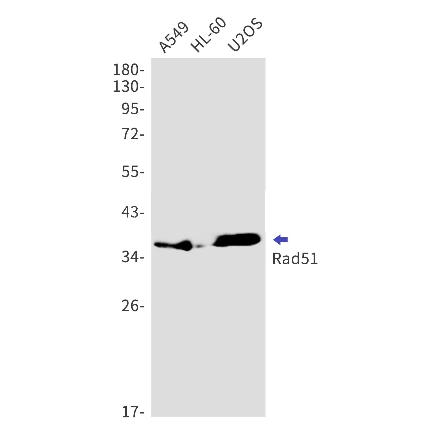 Rad51 Antibody (S04-3C6)