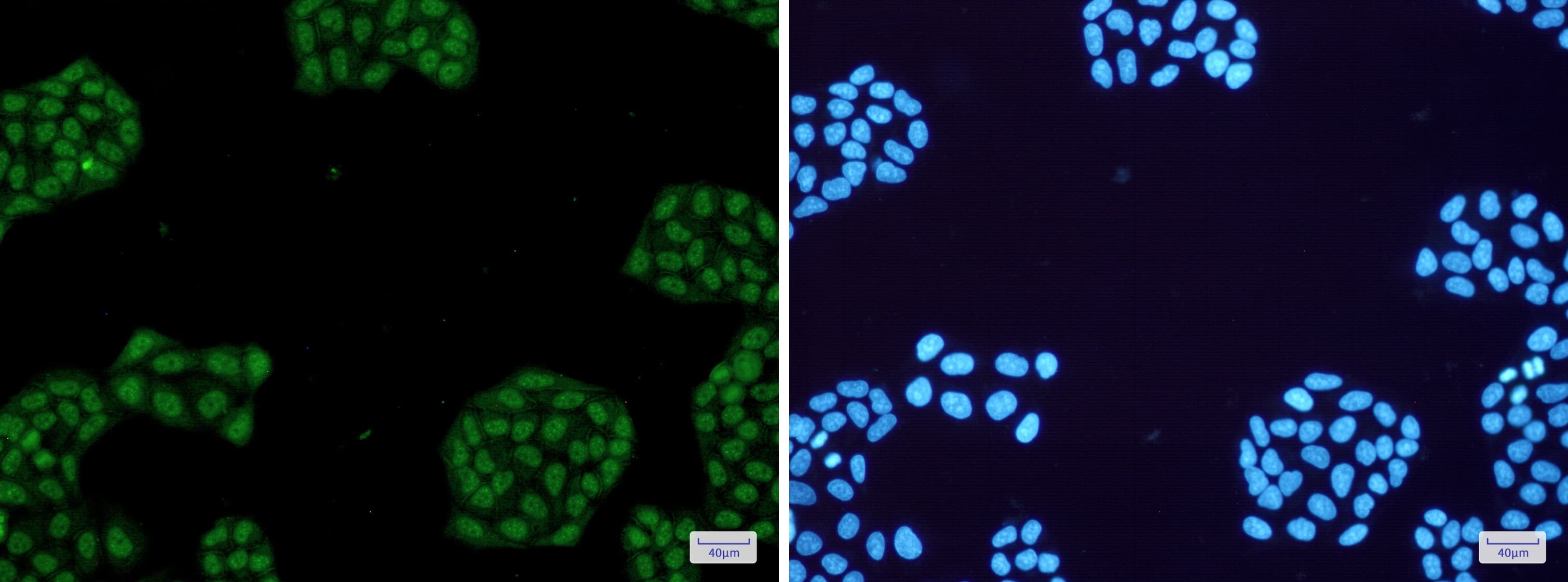 Rev-erb A alpha/NR1D1 Antibody (S05-8B1)