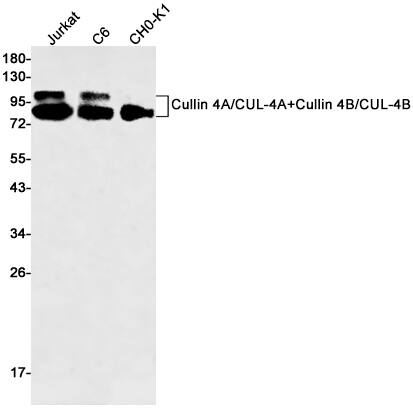 CUL4B Antibody (S06-3D3)