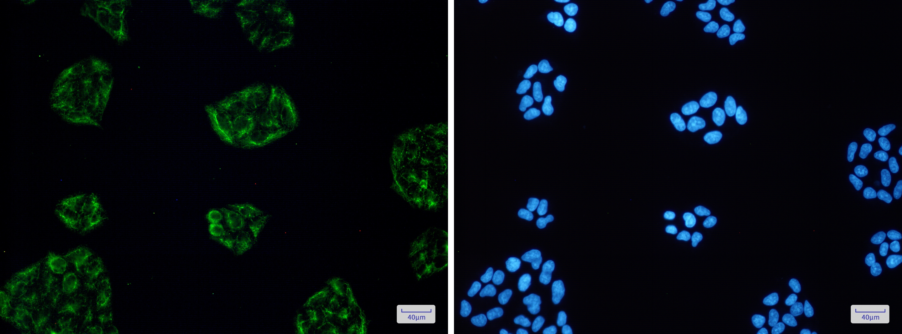 KCTD9 Antibody (S08-5H2)
