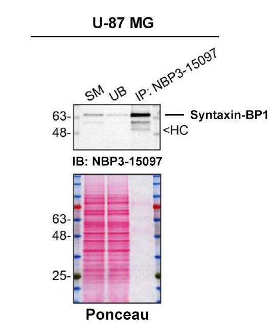 Detection of Syntaxin-BP1 by Immunoprecipitation.