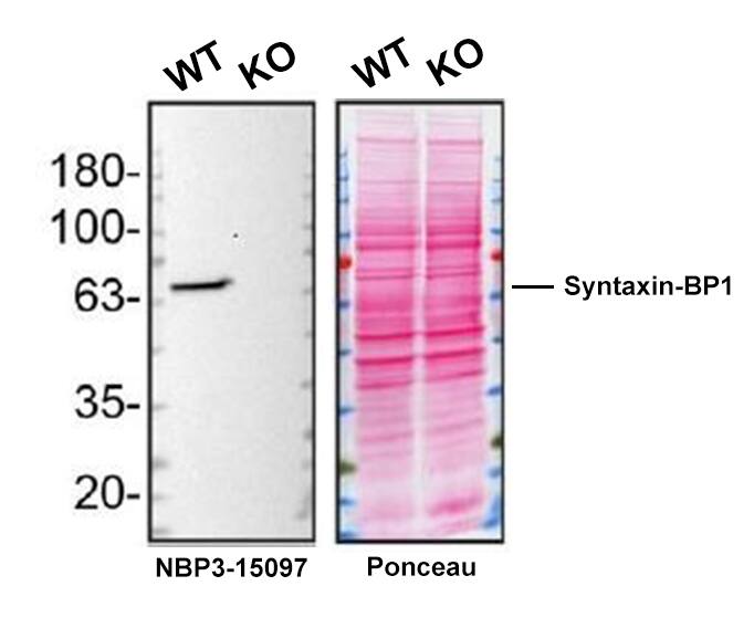 Western Blot Shows Syntaxin-BP1 Specificity Using Knockout Cell Line.