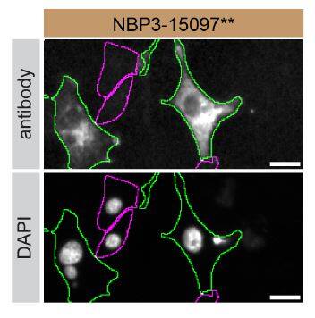 Syntaxin-BP1 Specificity is Shown by Immunocytochemistry in Knockout Cell Line.