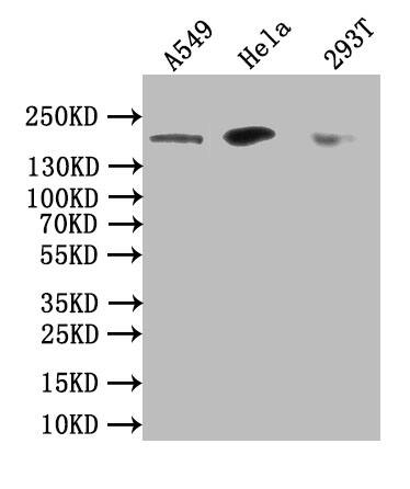 DOT1L Antibody (3B6)