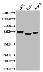 SLC6A4/5-HTTLPR/Serotonin transporter Antibody (9G3)